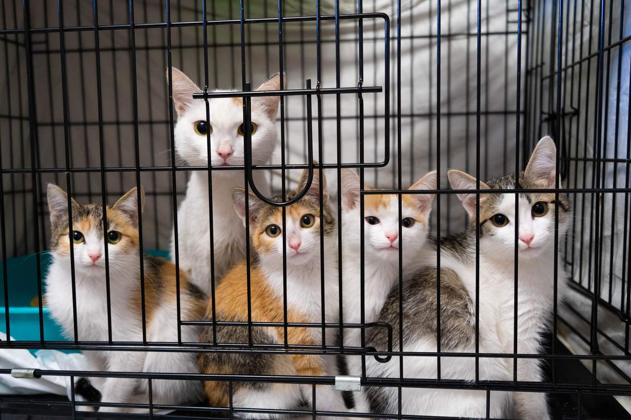 angelo-custode-gatti-gattile-gabbia
