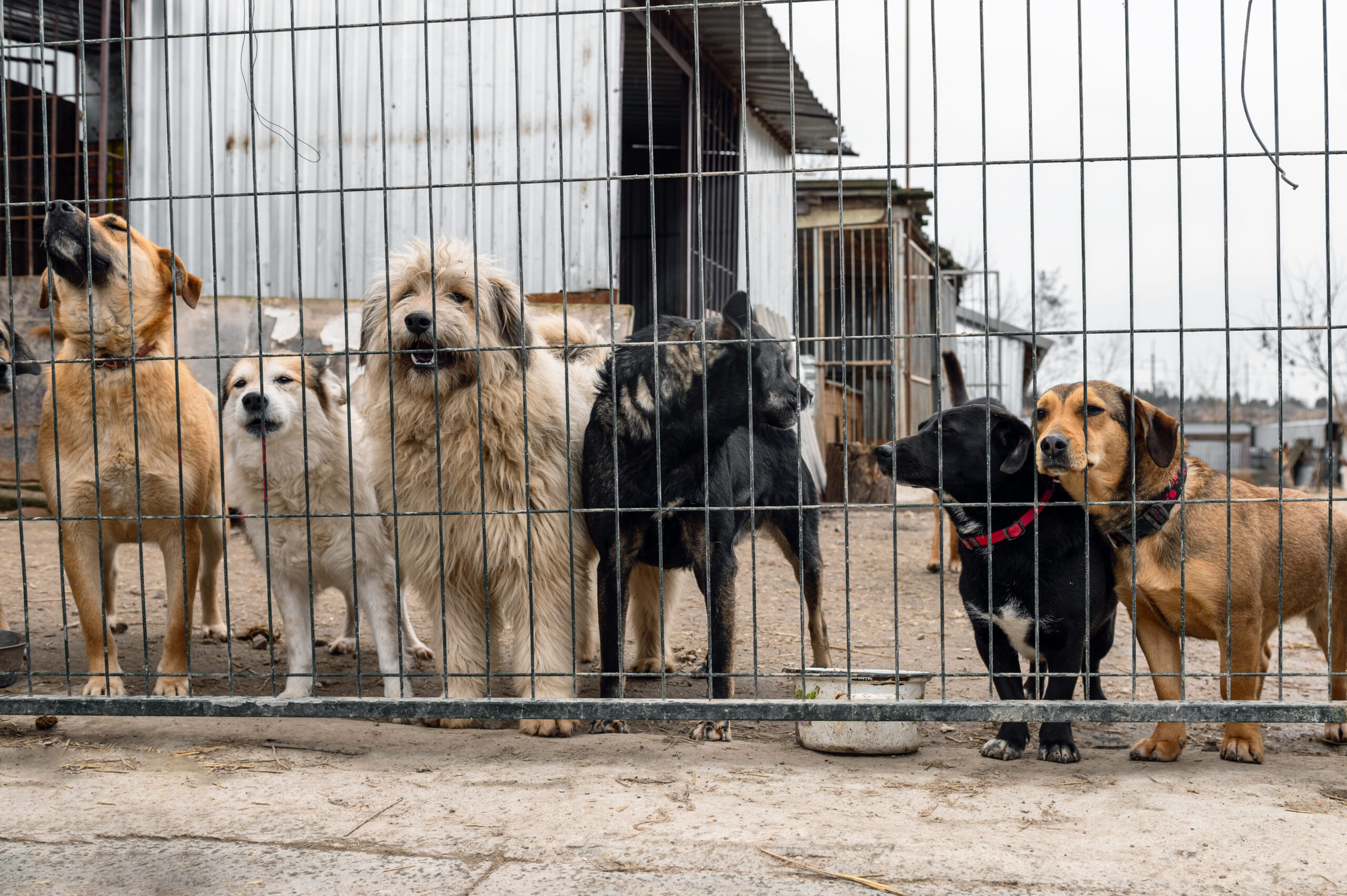Dog in animal shelter waiting for adoption. Dog behind the fences. Canine behind bars.