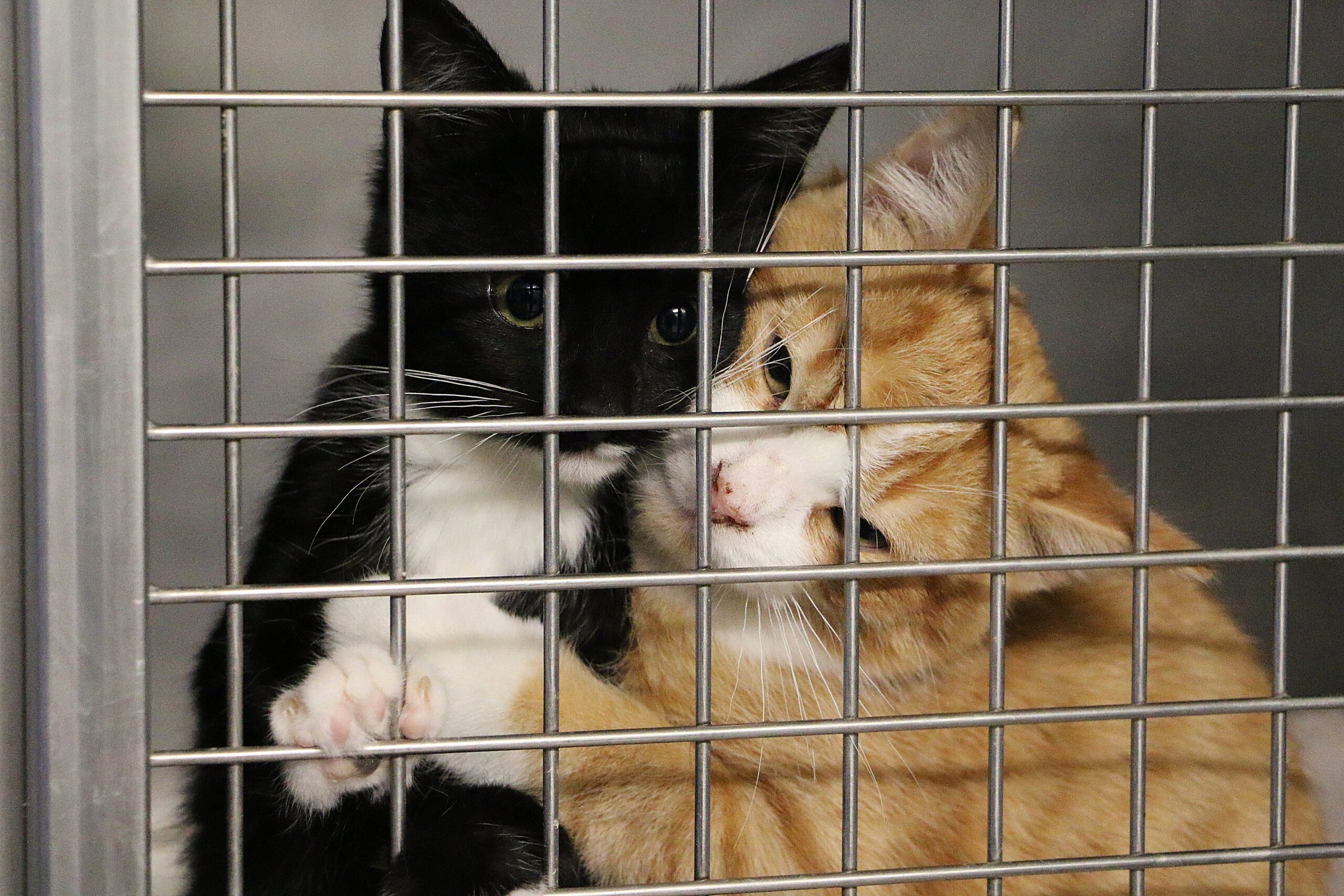 close up of two small kitten behind the fence in the cage are waiting for new humans