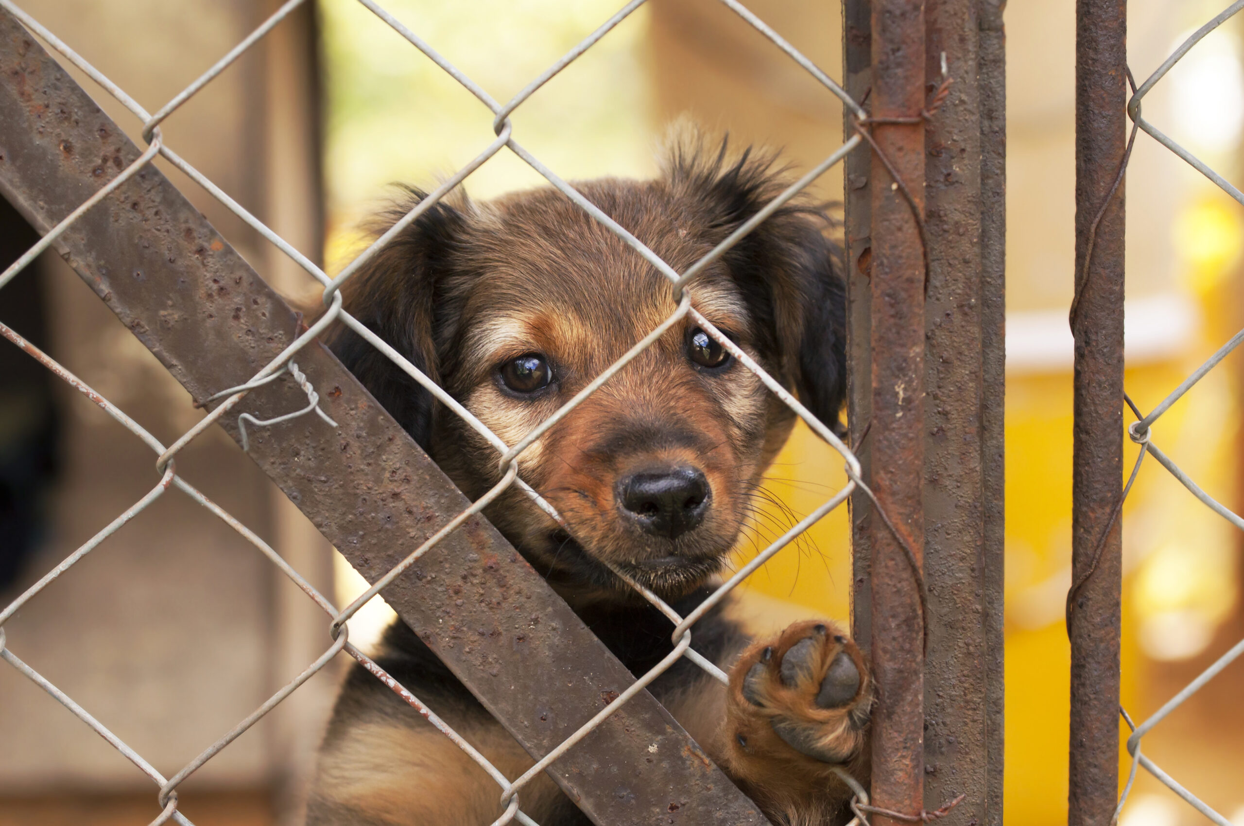 Lonely dog puppy