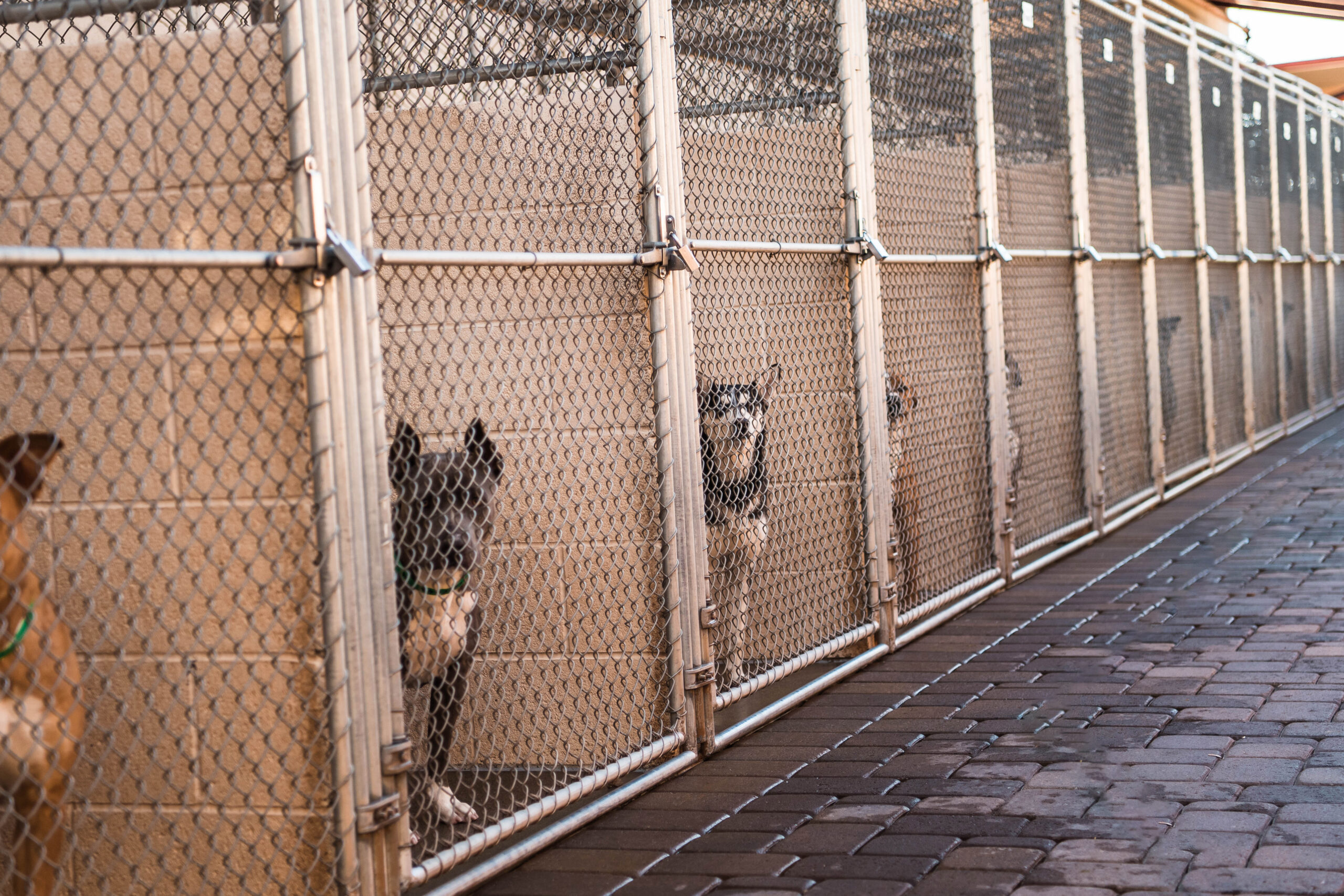 Caged dogs in animal shelter inside kennel
