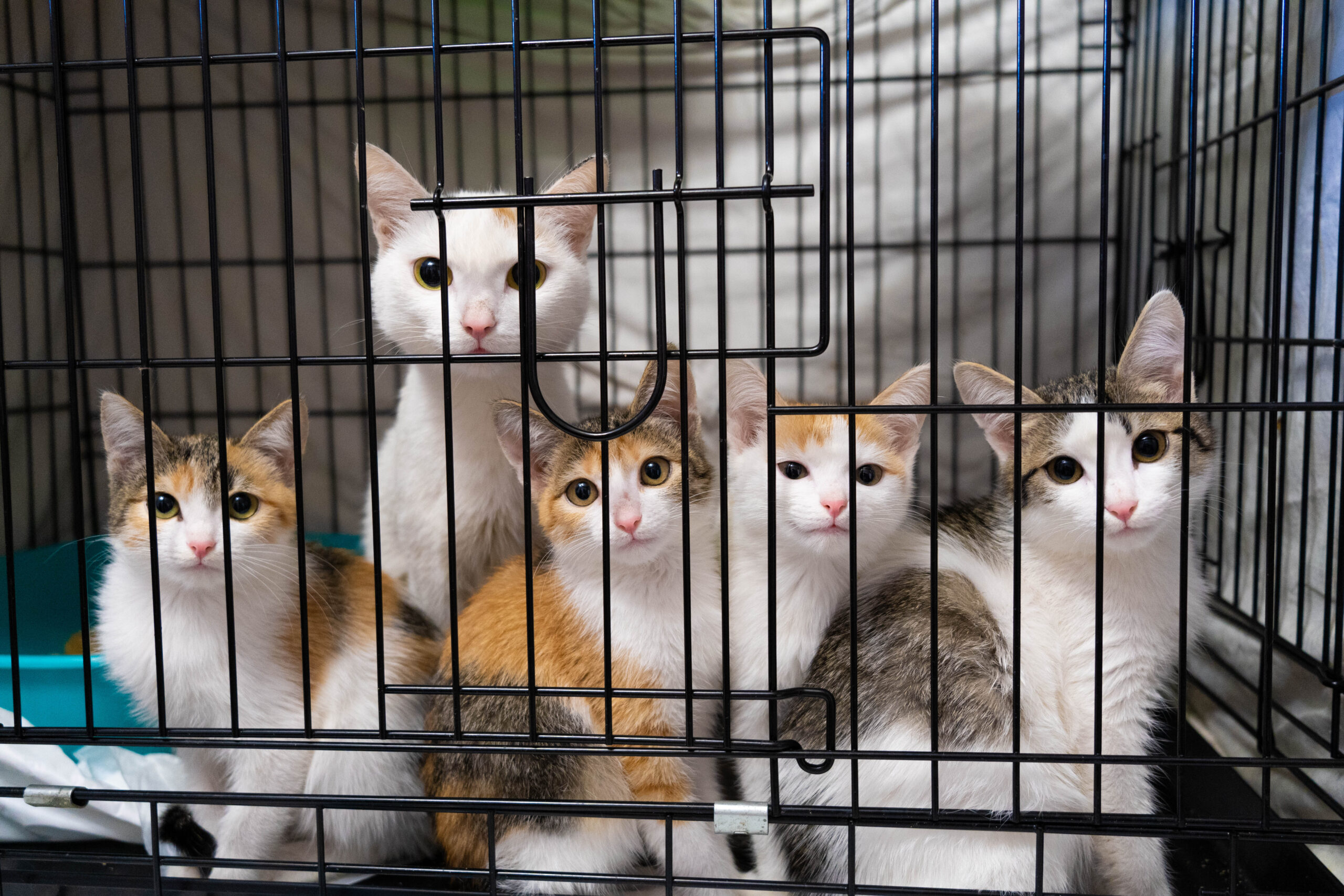 Kittens and mother cat in a shelter