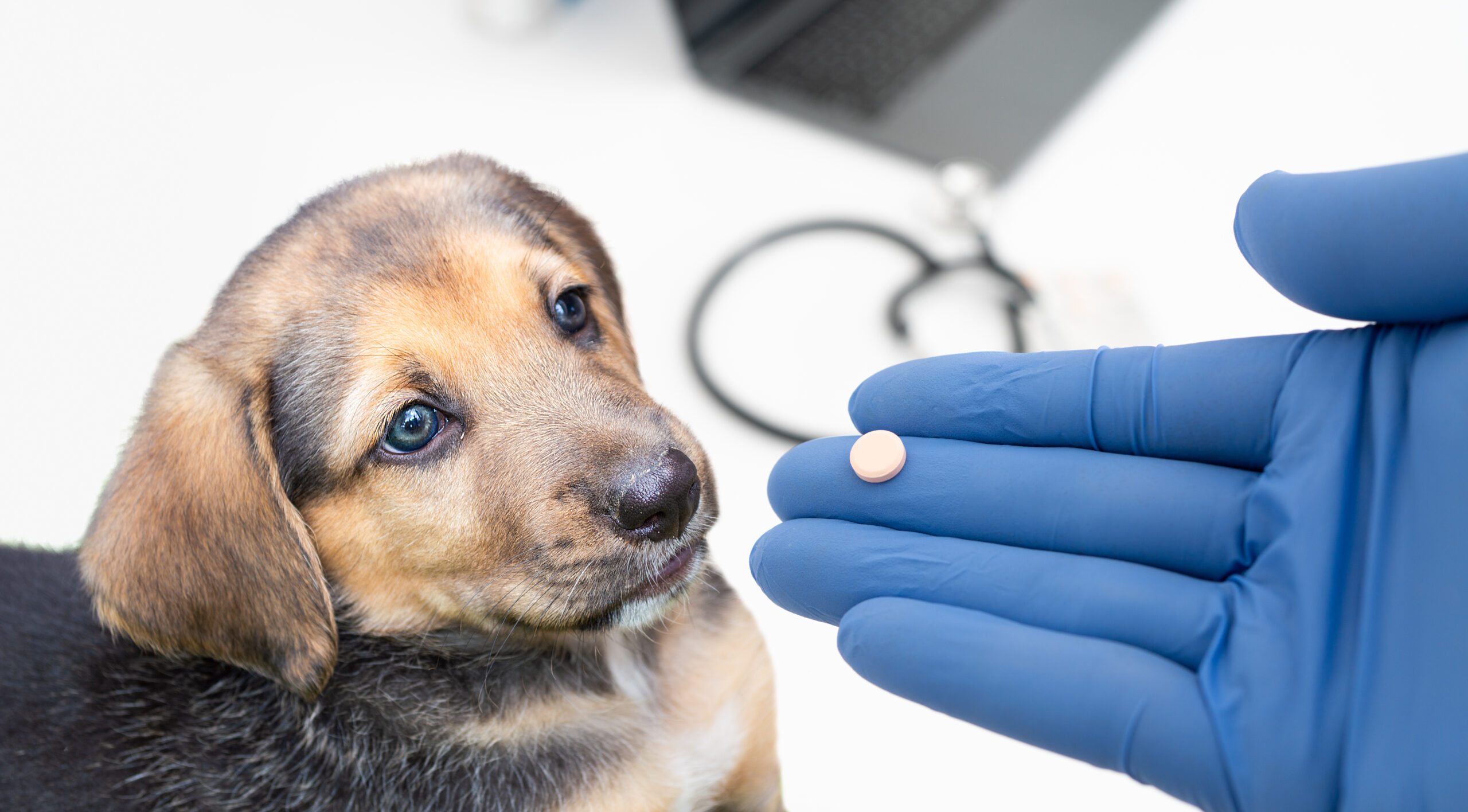 veterinarian giving a pill to the dog